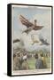 New Sport in California, Birdmen Launch Themselves from High Springboards-Achille Beltrame-Framed Stretched Canvas