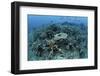 New Table Corals Grow on an Artificial Reef Near Sulawesi, Indonesia-Stocktrek Images-Framed Photographic Print