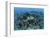 New Table Corals Grow on an Artificial Reef Near Sulawesi, Indonesia-Stocktrek Images-Framed Photographic Print