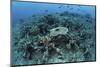 New Table Corals Grow on an Artificial Reef Near Sulawesi, Indonesia-Stocktrek Images-Mounted Photographic Print