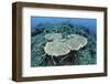 New Table Corals Grow on an Artificial Reef Near Sulawesi, Indonesia-Stocktrek Images-Framed Photographic Print