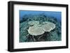 New Table Corals Grow on an Artificial Reef Near Sulawesi, Indonesia-Stocktrek Images-Framed Photographic Print