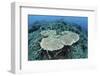 New Table Corals Grow on an Artificial Reef Near Sulawesi, Indonesia-Stocktrek Images-Framed Photographic Print