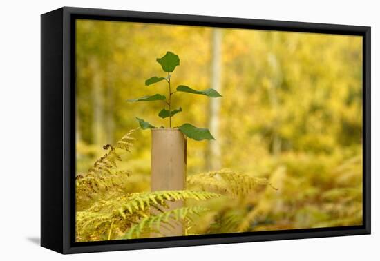 New Tree Emerging from its Protective Collar - Guard, the National Forest, Central England, UK-Ben Hall-Framed Stretched Canvas