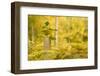 New Tree Emerging from its Protective Collar - Guard, the National Forest, Central England, UK-Ben Hall-Framed Photographic Print