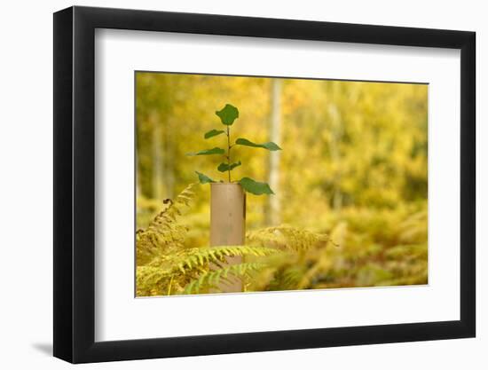 New Tree Emerging from its Protective Collar - Guard, the National Forest, Central England, UK-Ben Hall-Framed Photographic Print