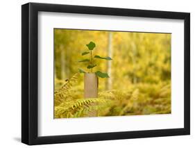 New Tree Emerging from its Protective Collar - Guard, the National Forest, Central England, UK-Ben Hall-Framed Photographic Print