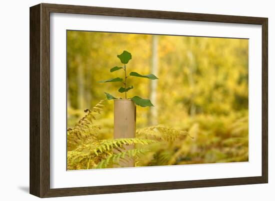 New Tree Emerging from its Protective Collar - Guard, the National Forest, Central England, UK-Ben Hall-Framed Photographic Print