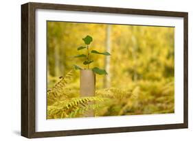 New Tree Emerging from its Protective Collar - Guard, the National Forest, Central England, UK-Ben Hall-Framed Photographic Print