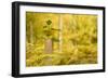 New Tree Emerging from its Protective Collar - Guard, the National Forest, Central England, UK-Ben Hall-Framed Photographic Print