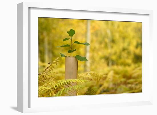 New Tree Emerging from its Protective Collar - Guard, the National Forest, Central England, UK-Ben Hall-Framed Photographic Print