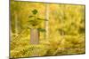 New Tree Emerging from its Protective Collar - Guard, the National Forest, Central England, UK-Ben Hall-Mounted Photographic Print