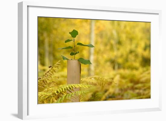 New Tree Emerging from its Protective Collar - Guard, the National Forest, Central England, UK-Ben Hall-Framed Photographic Print