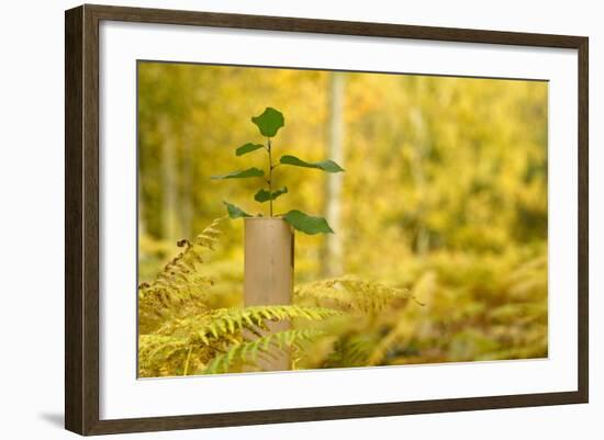 New Tree Emerging from its Protective Collar - Guard, the National Forest, Central England, UK-Ben Hall-Framed Photographic Print