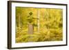 New Tree Emerging from its Protective Collar - Guard, the National Forest, Central England, UK-Ben Hall-Framed Photographic Print