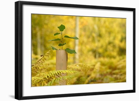New Tree Emerging from its Protective Collar - Guard, the National Forest, Central England, UK-Ben Hall-Framed Photographic Print