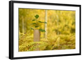 New Tree Emerging from its Protective Collar - Guard, the National Forest, Central England, UK-Ben Hall-Framed Photographic Print