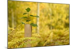 New Tree Emerging from its Protective Collar - Guard, the National Forest, Central England, UK-Ben Hall-Mounted Photographic Print