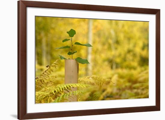 New Tree Emerging from its Protective Collar - Guard, the National Forest, Central England, UK-Ben Hall-Framed Photographic Print