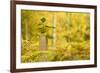 New Tree Emerging from its Protective Collar - Guard, the National Forest, Central England, UK-Ben Hall-Framed Photographic Print