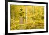 New Tree Emerging from its Protective Collar - Guard, the National Forest, Central England, UK-Ben Hall-Framed Photographic Print