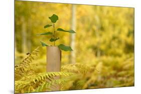 New Tree Emerging from its Protective Collar - Guard, the National Forest, Central England, UK-Ben Hall-Mounted Photographic Print