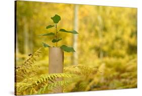 New Tree Emerging from its Protective Collar - Guard, the National Forest, Central England, UK-Ben Hall-Stretched Canvas