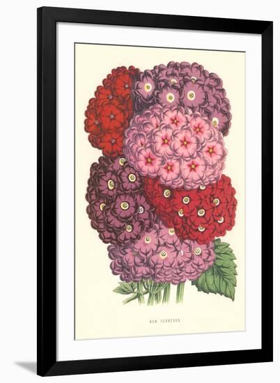 New Verbenas-null-Framed Art Print