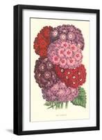 New Verbenas-null-Framed Art Print