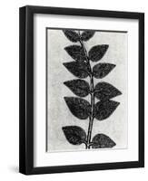 New Vines 4-Mary Margaret Briggs-Framed Giclee Print