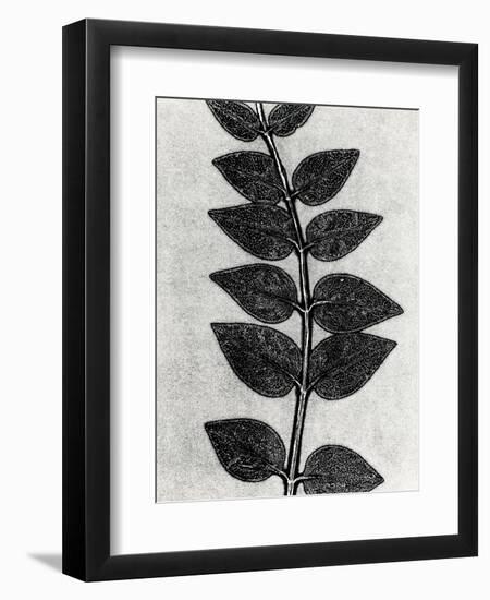 New Vines 4-Mary Margaret Briggs-Framed Giclee Print