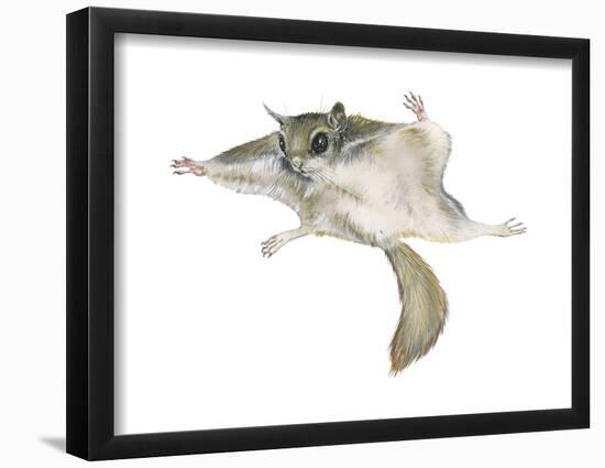 New World Flying Squirrel (Glaucomys), Mammals-Encyclopaedia Britannica-Framed Poster