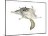 New World Flying Squirrel (Glaucomys), Mammals-Encyclopaedia Britannica-Mounted Poster