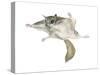 New World Flying Squirrel (Glaucomys), Mammals-Encyclopaedia Britannica-Stretched Canvas
