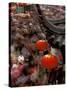 New Years Crowd Winds Beyond the Confucious Temple, Nanjing, Jiangsu Province, China-Charles Crust-Stretched Canvas