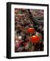 New Years Crowd Winds Beyond the Confucious Temple, Nanjing, Jiangsu Province, China-Charles Crust-Framed Photographic Print