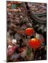 New Years Crowd Winds Beyond the Confucious Temple, Nanjing, Jiangsu Province, China-Charles Crust-Mounted Photographic Print