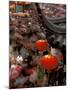 New Years Crowd Winds Beyond the Confucious Temple, Nanjing, Jiangsu Province, China-Charles Crust-Mounted Photographic Print