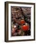 New Years Crowd Winds Beyond the Confucious Temple, Nanjing, Jiangsu Province, China-Charles Crust-Framed Premium Photographic Print