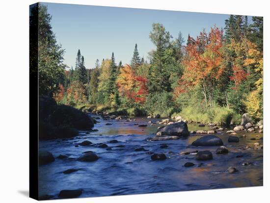 New York, Adirondack Mts, Sugar Maple Trees Along the AUSAble River-Christopher Talbot Frank-Stretched Canvas
