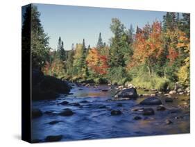 New York, Adirondack Mts, Sugar Maple Trees Along the AUSAble River-Christopher Talbot Frank-Stretched Canvas