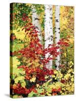 New York, Adirondack Mts, the Fall Colors of Trees-Christopher Talbot Frank-Stretched Canvas