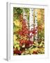 New York, Adirondack Mts, the Fall Colors of Trees-Christopher Talbot Frank-Framed Premium Photographic Print