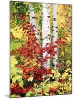 New York, Adirondack Mts, the Fall Colors of Trees-Christopher Talbot Frank-Mounted Premium Photographic Print