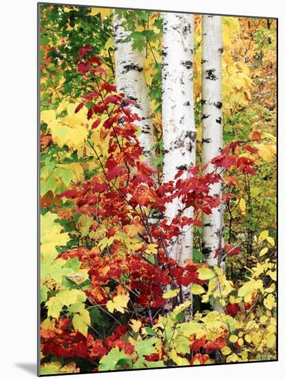 New York, Adirondack Mts, the Fall Colors of Trees-Christopher Talbot Frank-Mounted Premium Photographic Print