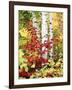 New York, Adirondack Mts, the Fall Colors of Trees-Christopher Talbot Frank-Framed Premium Photographic Print