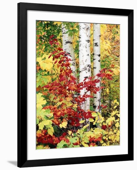 New York, Adirondack Mts, the Fall Colors of Trees-Christopher Talbot Frank-Framed Premium Photographic Print