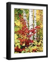 New York, Adirondack Mts, the Fall Colors of Trees-Christopher Talbot Frank-Framed Photographic Print