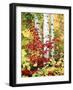 New York, Adirondack Mts, the Fall Colors of Trees-Christopher Talbot Frank-Framed Photographic Print