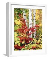 New York, Adirondack Mts, the Fall Colors of Trees-Christopher Talbot Frank-Framed Photographic Print